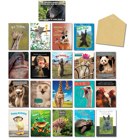 A grid of funny animal greeting cards with various humorous captions and an envelope on a white background, showcasing the assortment.