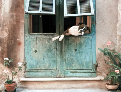 A cute Boxer dog peeks curiously from an open rustic turquoise wooden window of an old building, with pink flowers.