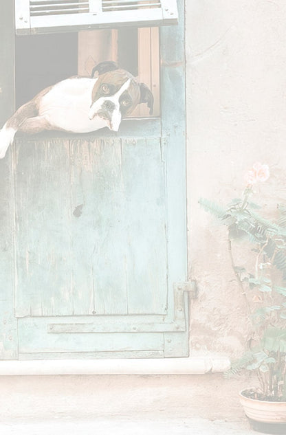 Soft, faded view of a cute Boxer dog peeking from an open rustic turquoise window of an old building with flowers.