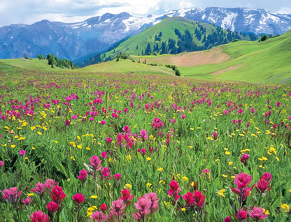 An expansive meadow bursting with pink, red, and yellow wildflowers, leading towards rolling green hills and distant snowy peaks.