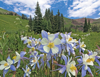 A close-up shot of delicate blue and white Colorado Columbine flowers blooming in a mountain meadow surrounded by tall pine trees.