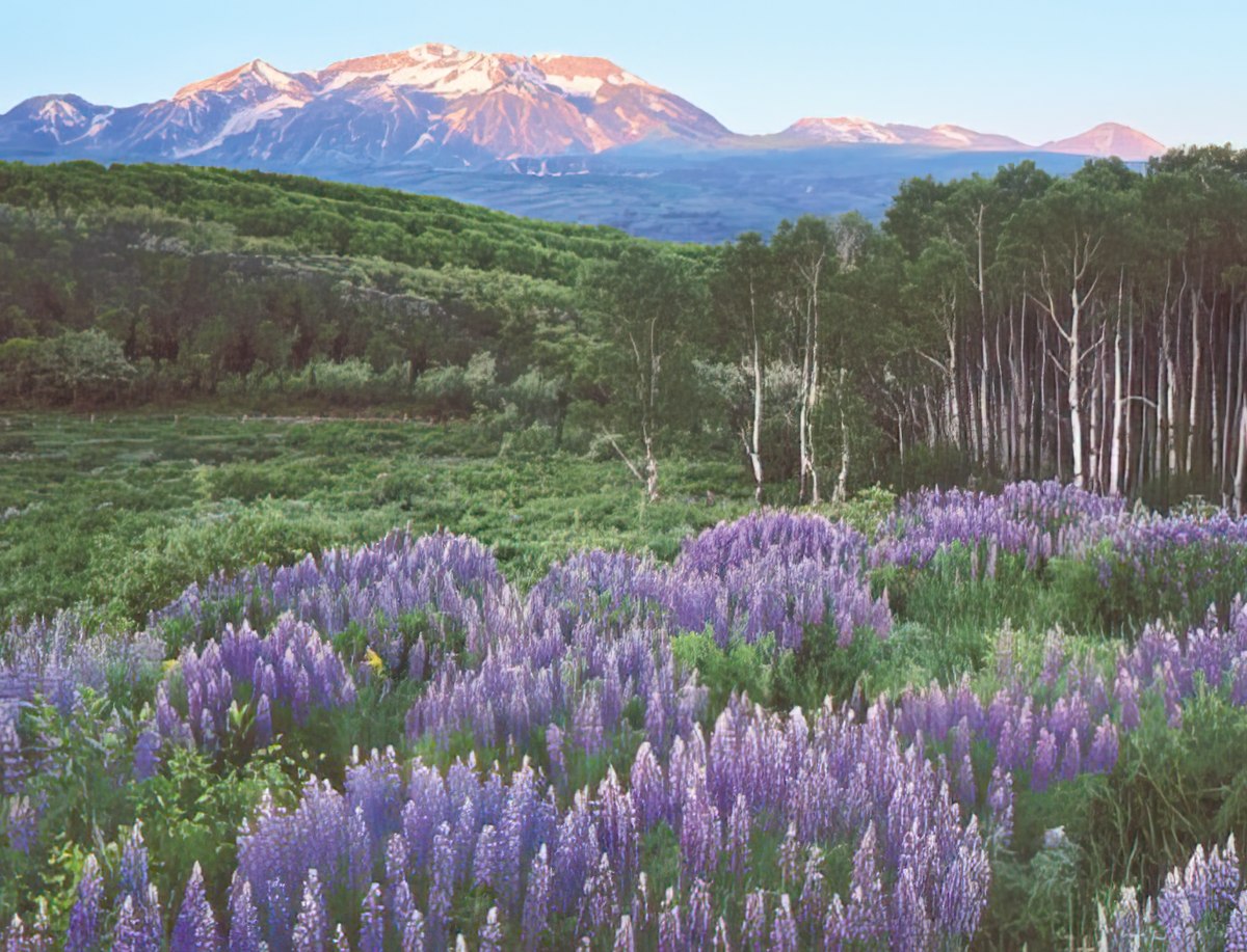 A vast field of vibrant purple lupine flowers stretching towards a line of aspen trees, with snow-dusted mountains in the distance.