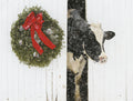 Funny holiday greeting card featuring a black and white dairy cow peeking around a snow-dusted white fence, alongside a festive green evergreen wreath with a big red bow and pinecones, perfect for sending joyful season's greetings to loved ones.