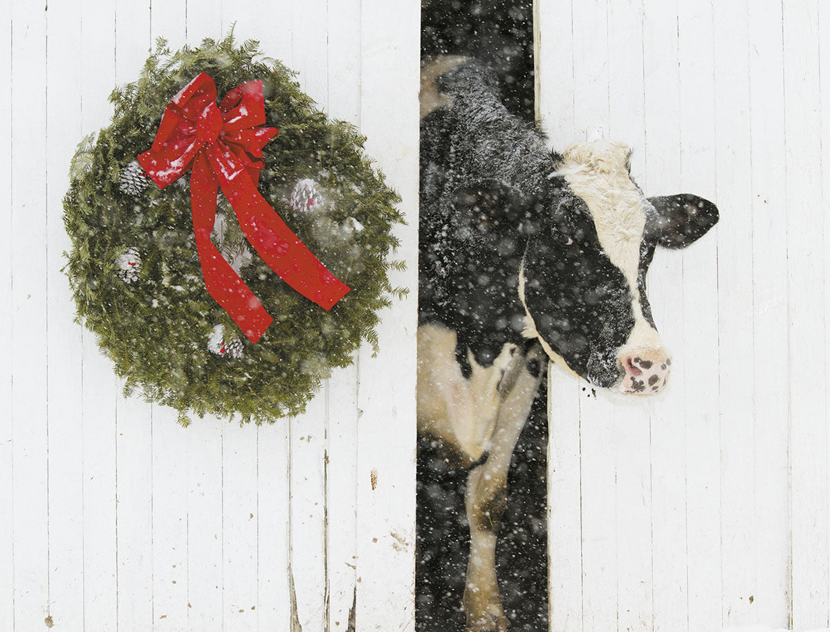 Funny holiday greeting card featuring a black and white dairy cow peeking around a snow-dusted white fence, alongside a festive green evergreen wreath with a big red bow and pinecones, perfect for sending joyful season's greetings to loved ones.