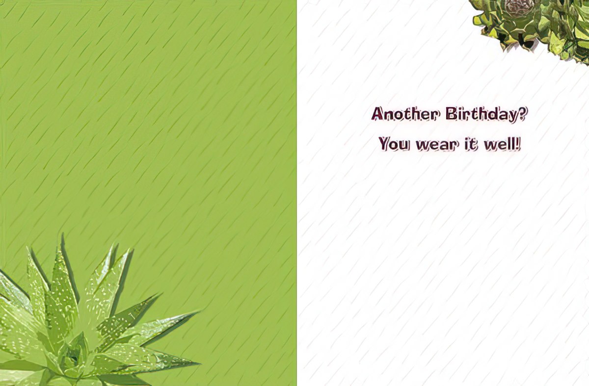 Inside of the sassy birthday greeting card, showing a light green panel on the left with a succulent plant illustration, and a white panel on the right with the message: "Another Birthday? You wear it well!" A small succulent accent is in the top right corner of the white panel.