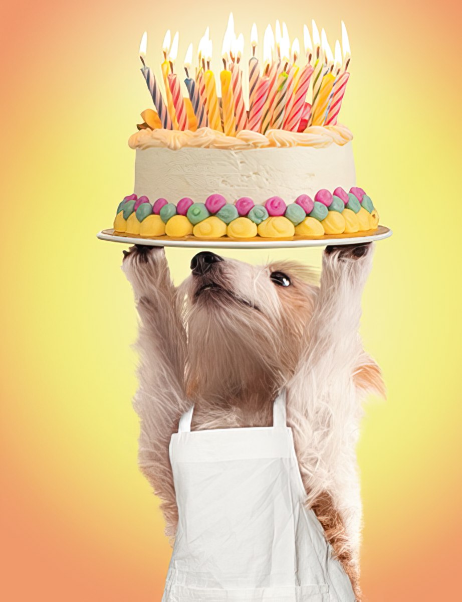 Funny white fluffy dog chef wearing an apron holding a multi-tier birthday cake with many lit candles on its head, celebrating a special occasion for a friend.