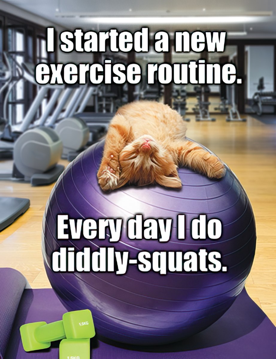 Funny cat birthday card with an orange tabby cat lying lazily on a purple yoga ball in a gym. Green dumbbells are in the foreground. Text reads: 'I started a new exercise routine. Every day I do diddly-squats.'