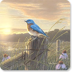 a bluebird perched on an old fence with the sunset in the background